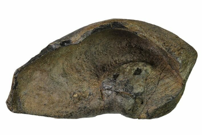 Fossil Whale Ear Bone - Miocene #136902